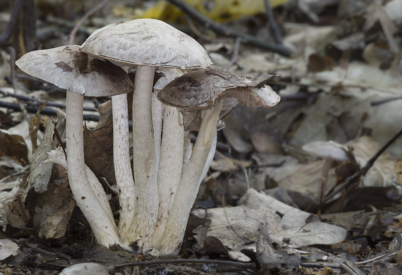 Psathyrella cotonea